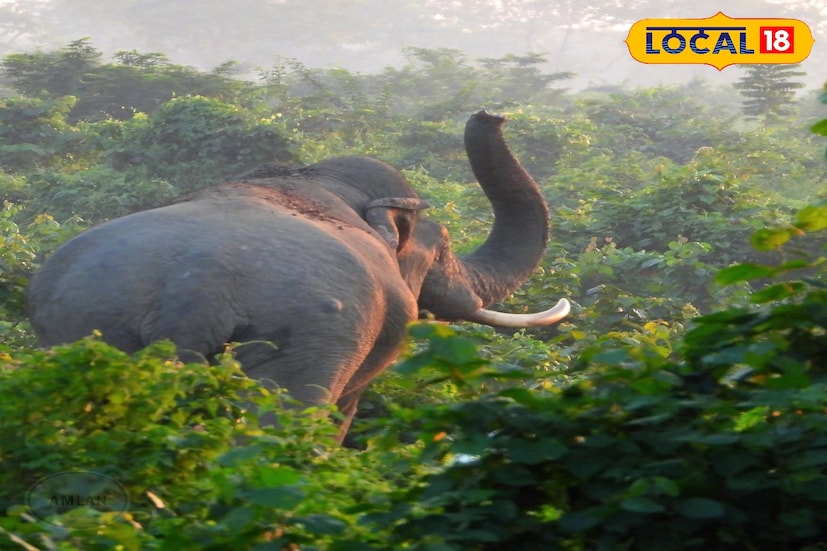 ফের হাতির হানায় গুরুতর জখম হলেন এক ব্যক্তি। ঘটনাটি ঘটেছে মধ্য মাদারিহাট এলাকায়। এলাকার বাসিন্দা স্বপন সরকারের ওপর হাতি আক্রমণ করে।এই ঘটনায় মারাত্মক ভাবে জখম হয়েছেন তিনি।