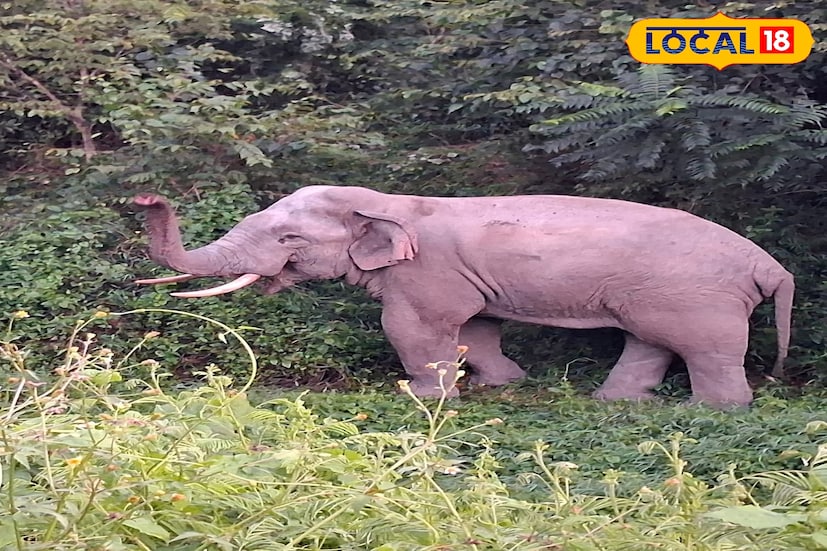 স্বপন সরকারকে টেনে হিচড়ে হাতিটি নিয়ে যায় জঙ্গলের ধারে। পরে এলাকাবাসীদের চিৎকারে হাতিটি জঙ্গলে প্রবেশ করলেও গুরুতর ভাবে আহত হন স্বপন বাবু। 