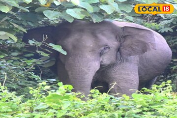 অপেক্ষা করছিলেন প্রসাদের, মণ্ডপ থেকেই টেনে নিয়ে গেল বুনো হাতি! পরে কী হল জেনে শিউড়ে উঠবেন