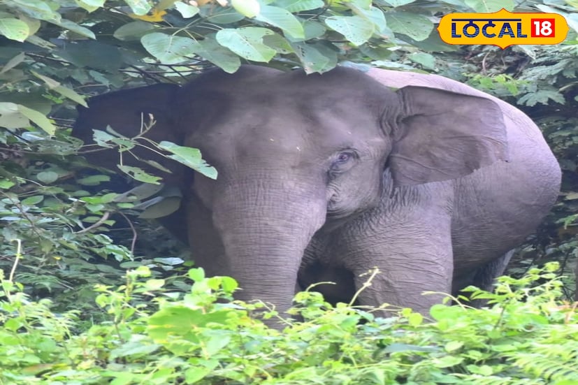 মাদারিহাট, অনন্যা দে: কালী পুজোর মন্ডপে তখন সবে মাত্র শেষ হয়েছে আরতি।যে যার মত প্রসাদ নিয়ে বাড়ি ফিরছিলেন। এমন সময়েই এলাকায় হাজির সে। শুড় উঁচিয়ে ঘুরতে শুরু করে সে এলাকার বিভিন্ন প্রান্ত। এমনকি মন্ডপ থেকে টেনে হিচড়ে নিয়ে যায় এক ব্যক্তিকে।