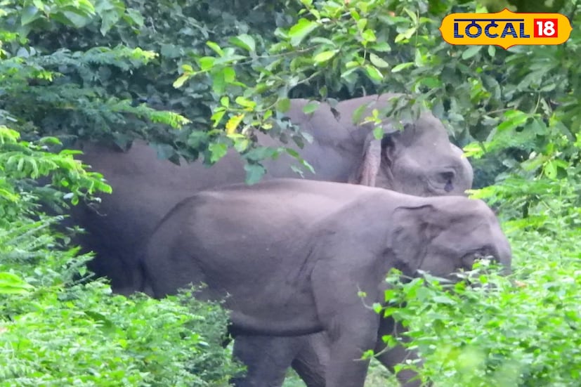 ঘটনার খবর দেওয়া হয়েছে মাদারিহাট রেঞ্জ অফিসে। স্বপন সরকারের পরিবারের সঙ্গে কথা বলেছেন বন কর্মীরা। তবে তার চিকিৎসার খরচ বন দফতর ওঠাবে কী না সেই বিষয়ে জানা যায়নি। 