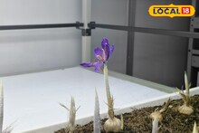 ছোট্ট বেগুনি 'এই' ফুল চাষে বিরাট সাফল্য! কার্শিয়াং,কালিম্পংয়ে আশার সুবাস, প্রচুর উপার্জন