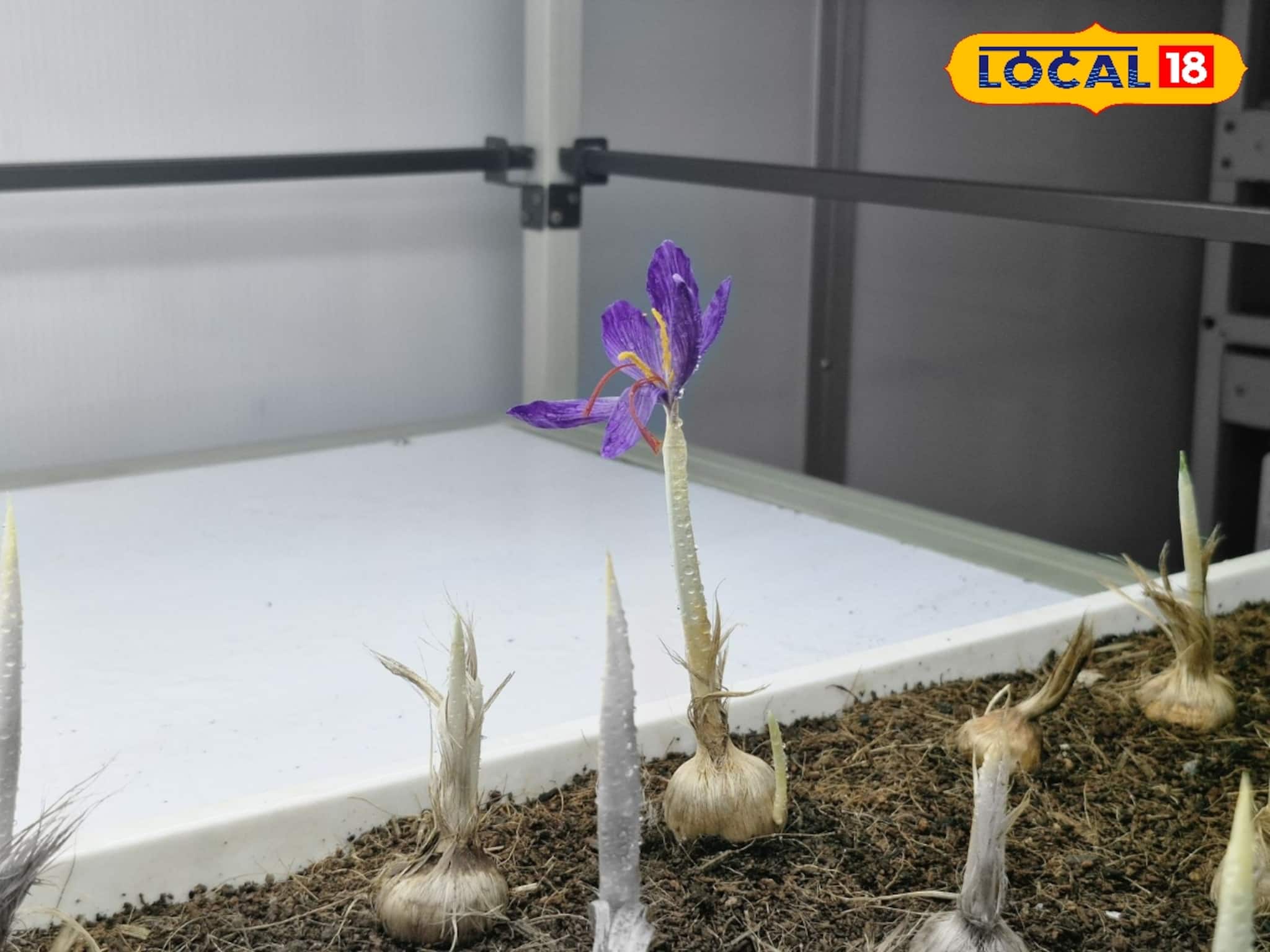 ছোট্ট বেগুনি 'এই' ফুল চাষে বিরাট সাফল্য! কার্শিয়াং,কালিম্পংয়ে আশার সুবাস, প্রচুর উপার্জন