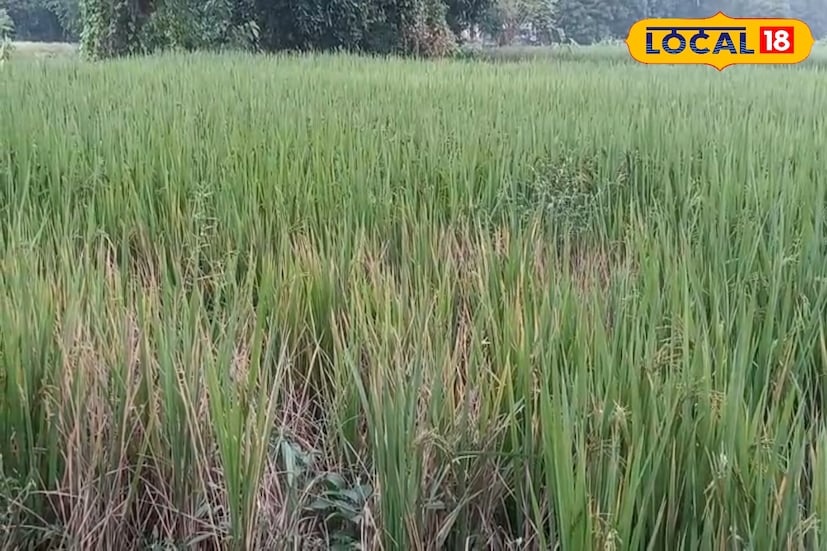 স্থানীয় কৃষকদের দাবী জেলা প্রশাসন ও কৃষি দফতর দ্রুত তদন্তে নামুক এবং ক্ষতিগ্রস্ত কৃষকদের ক্ষতিপূরণের ব্যবস্থা করুক। বিশেষজ্ঞদের মতে, বাদামি শোষক পোকার আক্রমণ ঠেকাতে সময়মতো সঠিক ওষুধ প্রয়োগ এবং ধানক্ষেতে জলের স্তর নিয়ন্ত্রণ করা জরুরি। তবে এখন অনেকটাই দেরি হয়ে গিয়েছে বলে মনে করছেন কৃষকরা। তাঁদের একটাই আশা সরকারি সাহায্য ও সঠিক পরামর্শ পেলে অন্তত পরের মরশুমে এই বিপর্যয় এড়ানো সম্ভব হবে। (তথ্য ও ছবি: বনোয়ারীলাল চৌধুরী) 