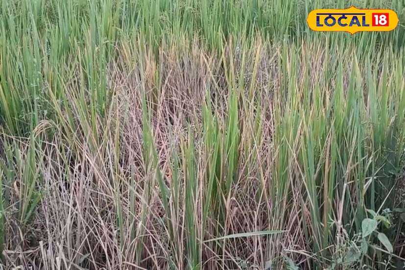 ধান চাষি শুভেন্দু ঘোষ জানান, “বাদামি শোষকের উপদ্রব এবারে ভয়ঙ্কর রূপ নিয়েছে। আমার নিজের জমিও প্রায় অনেকটাই নষ্ট। অনেকেই ওষুধ দিয়েও কোনও ফল পাননি। প্রত্যেকের একই অবস্থা ধানটা একেবারে খর হয়ে যাচ্ছে। প্রশাসনের তরফে ক্ষতিপূরণ না পেলে অবস্থা আরও খারাপ হবে।”