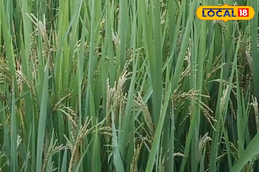 চাষিরা অভিযোগ করছেন, একের পর এক কীটনাশক ব্যবহার করেও কোনও লাভ হচ্ছে না। বাদামি শোষক পোকা যেন আরও শক্তি নিয়ে ফিরে আসছে। অনেকেই বলছেন, এই পোকা ধানের গাছের রস শুষে নেয়, ফলে ধান শুকিয়ে খড়ে পরিণত হয়। মাঠে দাঁড়িয়েই ফসল শেষ হয়ে যাচ্ছে চোখের সামনে। সব রকম চেষ্টাই করে ব্যর্থ কৃষকরা এখন সরকারি সহায়তার আশায় দিন গুনছেন।