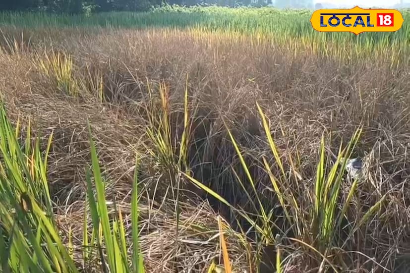 পূর্ব বর্ধমান জেলার কালনা দু’নম্বর ব্লকের একাধিক এলাকায় ভয়াবহ বিপর্যয় নেমে এসেছে কৃষিক্ষেত্রে। বৈদ্যপুর, বড়ধামাস, অকালপৌষ, আনুখাল-সহ বহু গ্রাম পঞ্চায়েতের বিস্তীর্ণ জমির আমন ধান নষ্ট হয়ে যাচ্ছে বাদামি শোষক পোকার আক্রমণে। ধানের শিষে দানা না হয়ে একেবারে শুকনো খড়ে পরিণত হচ্ছে ফসল। অনেক ক্ষেত্রেই দেখা যাচ্ছে, ধান গাছের দানা স্পর্শ করলেই গুঁড়িয়ে ধুলো হয়ে যাচ্ছে। ফলে চাষিদের মুখে হতাশার ছাপ স্পষ্ট। (তথ্য ও ছবি: বনোয়ারীলাল চৌধুরী)