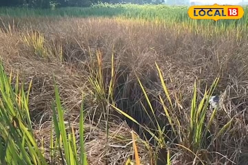 শোষক পোকা শুষে নিচ্ছে ধান গাছের সব রস, কালনায় আমন চাষে চরম ক্ষতি শোষক পোকা শুষে নিচ্ছে ধান গাছের সব রস, কালনায় আমন চাষে চরম ক্ষতি
