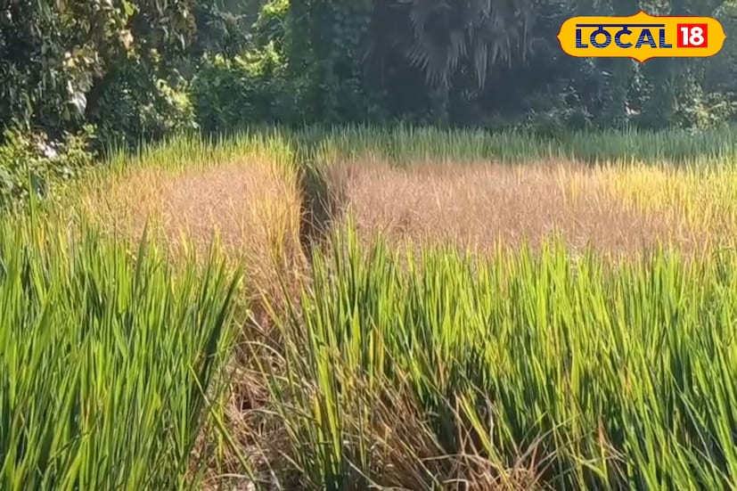 ধানের এমন সর্বনাশ দেখে কৃষকদের মধ্যে দেখা দিয়েছে প্রবল উদ্বেগ ও আতঙ্ক। অনেকেই বলছেন, এবার ধান ঘরে তুলতে পারবেন কি না, সেই আশঙ্কাই এখন বড় হয়ে দাঁড়িয়েছে। আমন মৌসুমের এই ফসলই সারা বছরের সংসার চালানোর মূল ভরসা। কিন্তু ধান নষ্ট হয়ে যাওয়ায় কীভাবে সংসার চলবে, তা ভেবে দিশেহারা চাষিরা। কেউ কেউ এমনও বলছেন, 'ধান না হলে সারা বছর সংসারই চালানো যাবে না, এখন চোখে ঘুম নেই'।