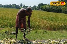 শালুক ফুলে জীবিকার আলো! মহিলাদের স্বনির্ভরতা! সুন্দরবনের প্রত্যন্ত অঞ্চলে আয়ের নতুন দিশা