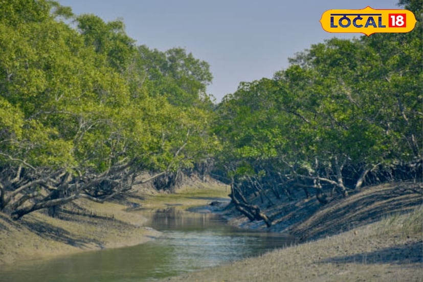 একসময় সুন্দরবনের অরণ্যে শুধু রয়েল বেঙ্গল টাইগারের গর্জন নয়, শোনা যেত আরও এক বিরল প্রাণীর উপস্থিতি—গন্ডার। ইতিহাস ও গবেষণায় জানা যায়, সুন্দরবনে একসময় ভারতীয় গন্ডার নয়, বরং জাভা গন্ডার বসবাস করত। বর্তমানে এই প্রজাতি পৃথিবীর অন্যতম বিপন্ন প্রাণী হলেও, কয়েক শতাব্দী আগে তারা সুন্দরবনের জীববৈচিত্র্যের একটি গুরুত্বপূর্ণ অংশ ছিল। একসময় সুন্দরবনের অরণ্যে শুধু রয়েল বেঙ্গল টাইগারের গর্জন নয়, শোনা যেত আরও এক বিরল প্রাণীর উপস্থিতি—গন্ডার। ইতিহাস ও গবেষণায় জানা যায়, সুন্দরবনে একসময় ভারতীয় গন্ডার নয়, বরং জাভা গন্ডার বসবাস করত। বর্তমানে এই প্রজাতি পৃথিবীর অন্যতম বিপন্ন প্রাণী হলেও, কয়েক শতাব্দী আগে তারা সুন্দরবনের জীববৈচিত্র্যের একটি গুরুত্বপূর্ণ অংশ ছিল।