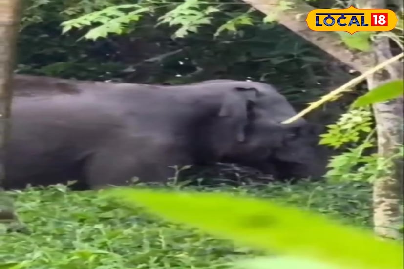প্রশাসনের পক্ষ থেকে স্থানীয় বাসিন্দাদের সতর্ক করা হয়েছে, কেউ যেন হাতির কাছাকাছি না যান এবং কোনওরকম উস্কানিমূলক আচরণ না করেন। এলাকায় ভিড় সামলাতে সক্রিয় বনকর্মী মোতায়েন করা হয়েছে। তাঁরা জানিয়েছেন, এখন হাতিটি শান্ত অবস্থায় আছে। আশা করা হচ্ছে, সন্ধ্যা নামলে সেটি নিজেই জঙ্গলের দিকে ফিরে যাবে। (ছবি ও তথ্যঃ সুরজিৎ দে)