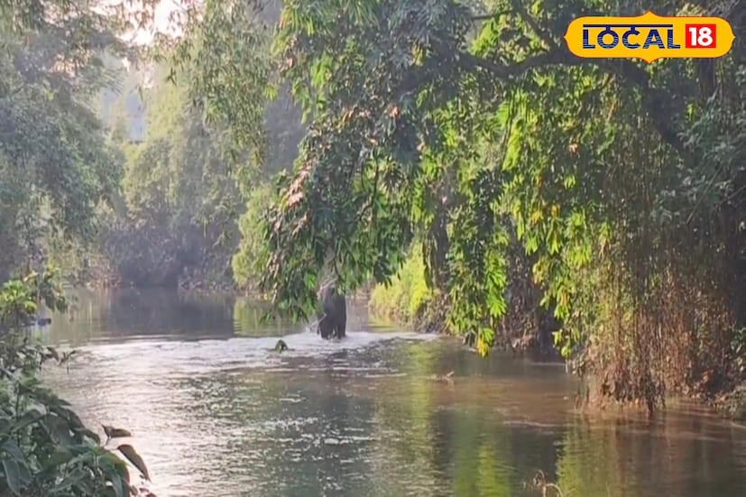 মায়ের সঙ্গে খাবারের খোঁজে এসে পথ হারান তিনি! ইতিউতি তাকিয়ে মায়ের খোঁজে এখন এলাকা দাপিয়ে বেড়াচ্ছেন। সাতসকালে এলাকায় তাঁকে দেখে স্থানীয়দের ভিড়। শনিবার ভোর থেকেই ময়নাগুড়িতে চাঞ্চল্য। হঠাৎ লোকালয়ে ঢুকে পড়ে হাতির পাল। অন্যরা জঙ্গলে ফিরে গেলেও দলছুট হয় একটি হাতি। (ছবি ও তথ্যঃ সুরজিৎ দে)