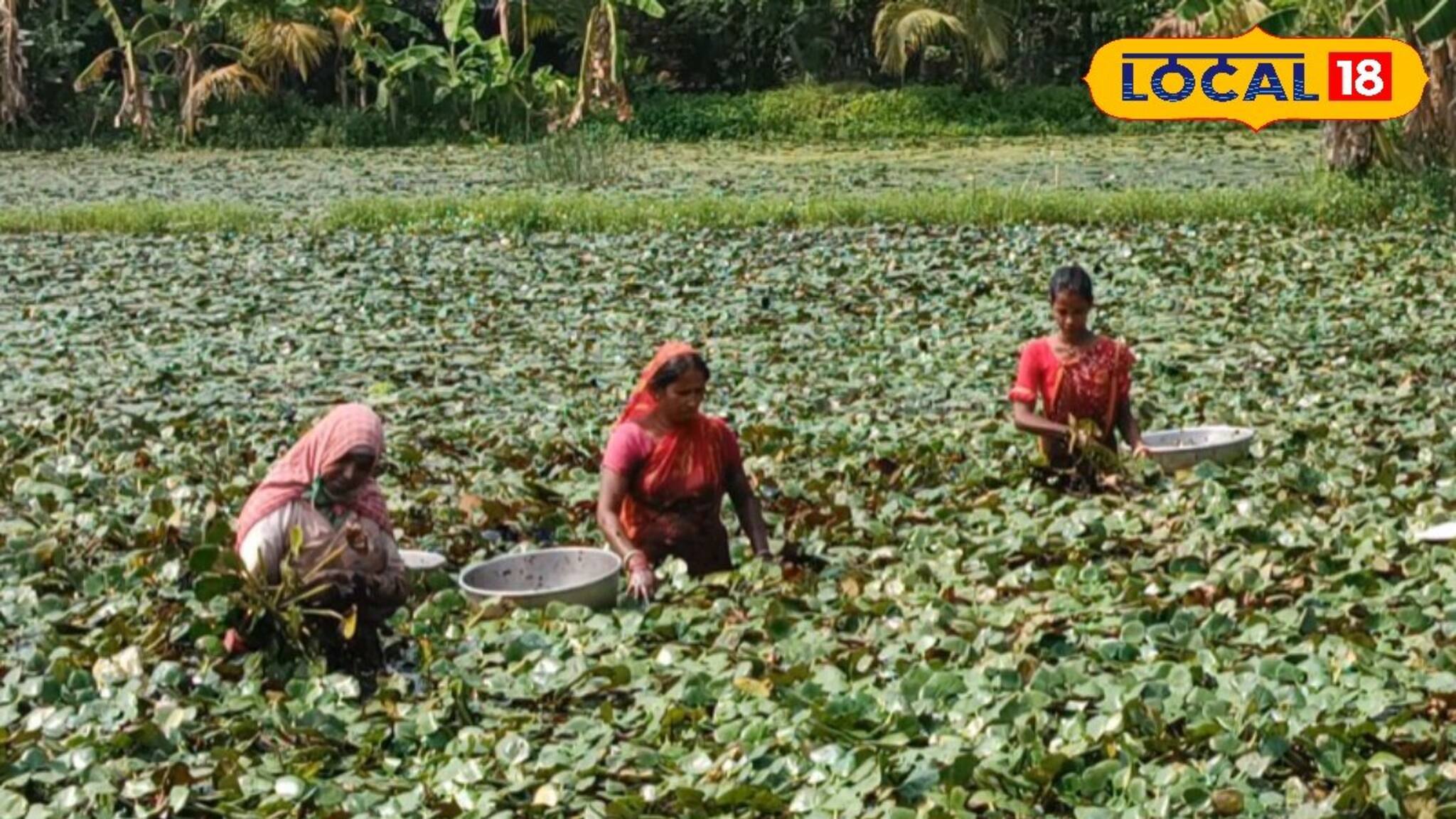 মাত্র ৮ হাজার টাকা খরচে এক বিঘা জমিতে ২০ হাজার টাকা লাভ, পানিফল চাষে কৃষকের মুখে হাসি