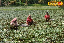 মাত্র ৮ হাজার টাকা খরচে এক বিঘা জমিতে ২০ হাজার টাকা লাভ, পানিফল চাষে কৃষকের মুখে হাসি