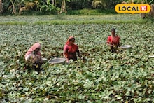 Money Making Tips: জলে ভেসে সোনার ফল! মাত্র ৮ হাজার টাকা খরচে এক বিঘা জমিতে ২০ হাজার টাকা লাভ, পানিফল চাষে কৃষকের মুখে হাসি