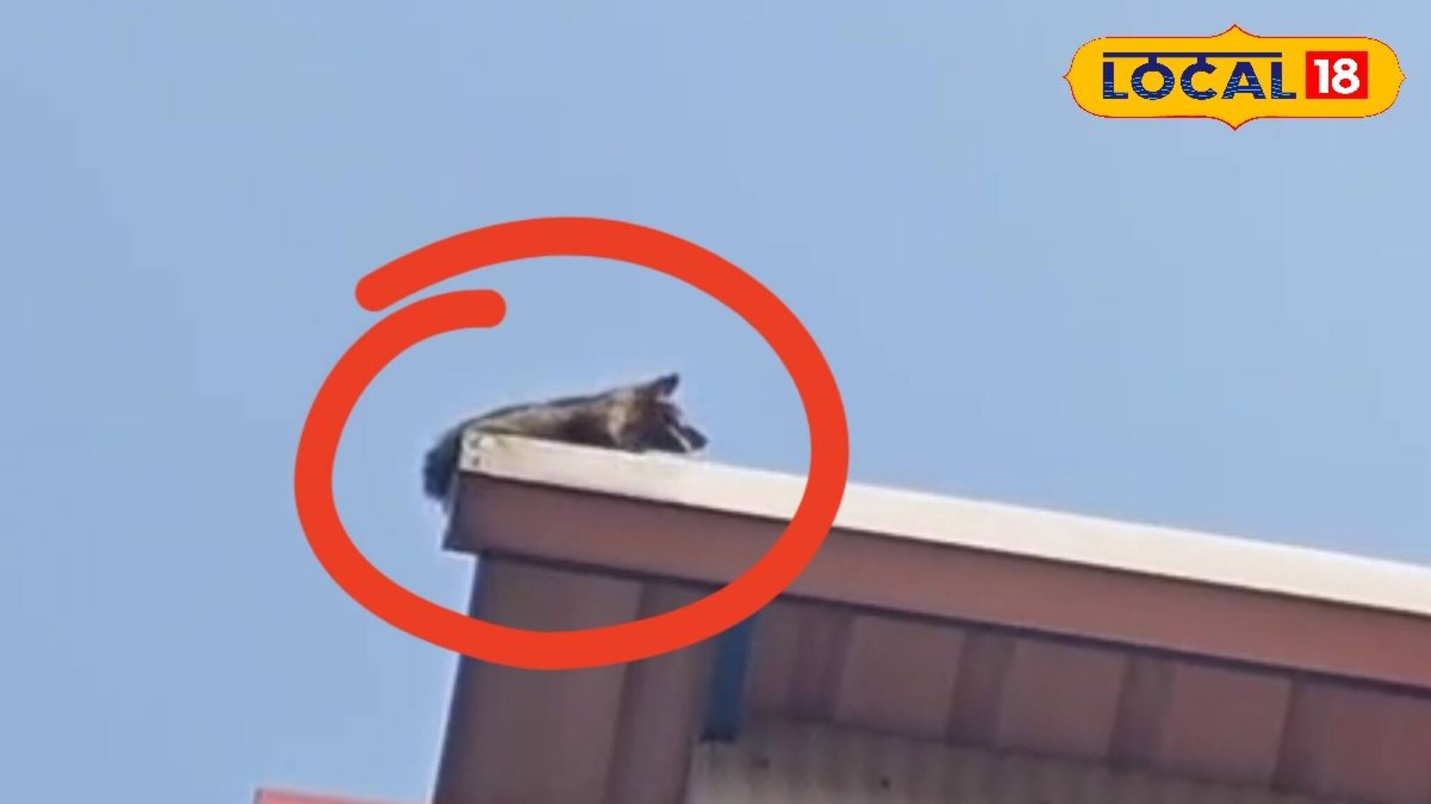 পাঁচতালার উপর আটকে...কাকে উদ্ধার করতে এল দমকল জানেন? ঘটনা শুনলে বিশ্বাসই হবে না