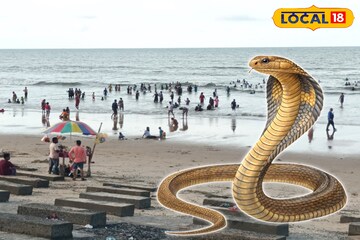 সাবধান...! দিঘা, তাজপুর, মান্দারমণি থেকে উদ্ধার হচ্ছে একের পর এক বিষধর সাপ, ব্যাপক আতঙ্ক