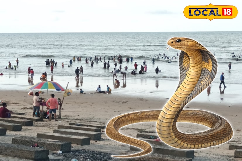 *সাবধান! দিঘা আসছেন? জেনে রাখুন চলতি বছরে একের পর এক বিষধর সাপ উদ্ধার হচ্ছে দিঘা ও তার পার্শ্ববর্তী উপকূলীয় পর্যটন এলাকাগুলি থেকে। বনদফতর সূত্রে খবর, এবছর অন্যান্য বছরের তুলনায় অনেক বেশি সাপ উদ্ধার হয়েছে। সমুদ্র তীরবর্তী পর্যটন এলাকাগুলি থেকেই সবচেয়ে বেশি সাপ ধরা পড়ছে। উদ্ধার হওয়া সাপগুলির মধ্যে বিষধর চন্দ্রবোড়া প্রজাতির সংখ্যা অনেকটাই বেশি।