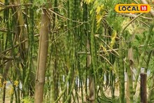 শীতে লিজ নিয়ে বসন্তে দ্বিগুণ রোজগার! ফুল-ফল বিক্রিতে মালামাল, শুরু করতে পারেন এই ব্যবসা