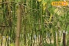 শীতে লিজ নিয়ে বসন্তে দ্বিগুণ রোজগার! ফুল-ফল বিক্রিতে মালামাল, শুরু করতে পারেন এই ব্যবসা