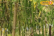 New Business Idea: শীতে লিজ নিয়ে বসন্তে দ্বিগুণ রোজগার! ফুল-ফল বিক্রিতে মালামাল, আপনিও শুরু করতে পারেন এই ব্যবসা