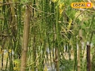 শীতে লিজ নিয়ে বসন্তে দ্বিগুণ রোজগার! ফুল-ফল বিক্রিতে মালামাল, শুরু করতে পারেন এই ব্যবসা