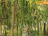 শীতে লিজ নিয়ে বসন্তে দ্বিগুণ রোজগার! ফুল-ফল বিক্রিতে মালামাল, শুরু করতে পারেন এই ব্যবসা