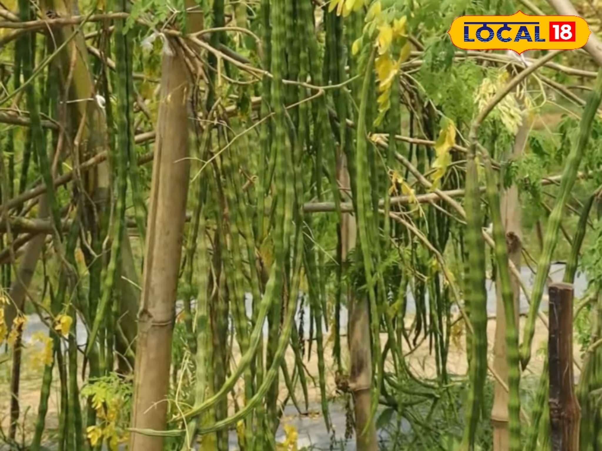 New Business Idea: শীতে লিজ নিয়ে বসন্তে দ্বিগুণ রোজগার! ফুল-ফল বিক্রিতে মালামাল, আপনিও শুরু করতে পারেন এই ব্যবসা