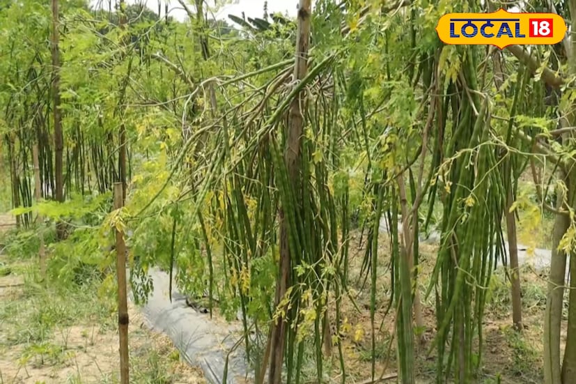 *বসিরহাট, হিঙ্গলগঞ্জ, মিনাখা, হাড়োয়া, সন্দেশখালি প্রভৃতি এলাকায় এখন সজনের এই ব্যবসা ক্রমেই ছড়িয়ে পড়ছে। এখানকার ফল কলকাতা মহানগর ছাড়াও রাজ্যের বাইরে— এমনকি অন্যান্য রাজ্যেও পাঠানো হচ্ছে। ফলে এই অঞ্চলের সজনে ব্যবসা গ্রামীণ জীবনে এক নতুন কর্মসংস্থানের সুযোগ তৈরি করছে।