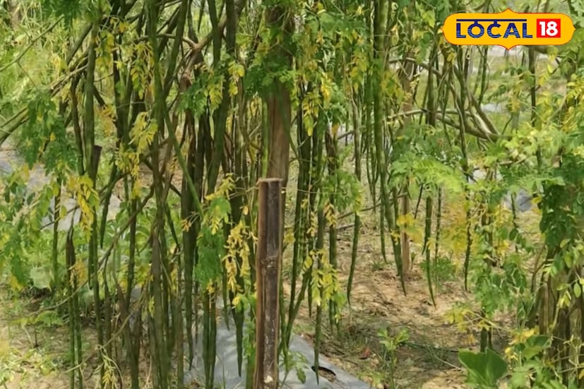 *গ্রামীণ অর্থনীতিতে নতুন সম্ভাবনার সৃষ্টি করছে এই সজনে গাছ। স্থানীয় চাষিরা জানান, মাঝারি আকৃতির একটি গাছ বিক্রি হয় প্রায় হাজার থেকে দেড় হাজার টাকায়। সেই গাছ থেকেই ২০০০-২৫০০ টাকার ফল উৎপাদন সম্ভব। ফলে প্রতি গাছেই ভাল লাভের সুযোগ তৈরি হচ্ছে।