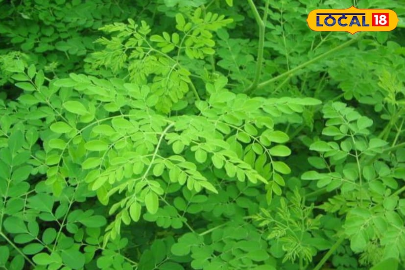 *এই গাছ থেকে পাওয়া যায় পুষ্টিকর সজনে পাতা, ফুল ও ডাঁটা। তবে বাজারে সবচেয়ে বেশি চাহিদা সজনে ফলের। বসন্তের শুরুতেই এই গাছ ফুল ও ফল দিতে শুরু করে, ফলে বছরের শুরুতেই ব্যবসার রাস্তা খুলে যায় স্থানীয়দের জন্য।