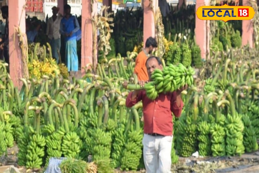 এবারও সেই দৃশ্য দেখা যাচ্ছে নদিয়ার মাজদিয়া বাজারে। গত দুই দিন ধরে মাজদিয়া সবজি আড়তে প্রচুর পরিমাণে আসছে চাঁপা কলার কাঁদি।