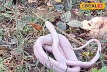 ৫০ বছরে এই প্রথম! ধবধবে সাদা সাপ! হাওড়ায় উদ্ধার বিরল প্রাণী, গোটা এলাকায় হইচই