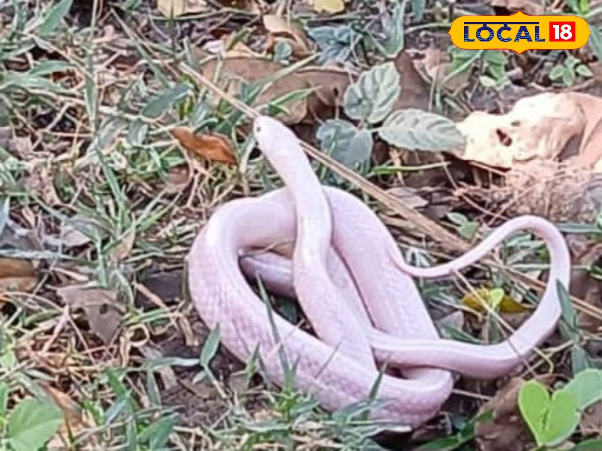 Snake: ৫০ বছরে এই প্রথম! ধবধবে সাদা সাপ! হাওড়ায় উদ্ধার বিরল প্রাণী, গোটা এলাকায় হইচই পড়ে গেল, দেখার জন্য লোকজনের ভিড়