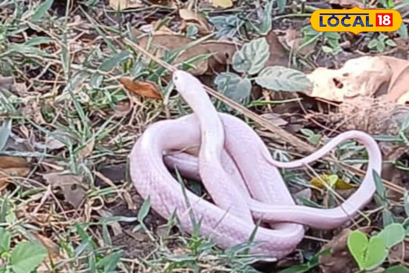 কামিনা ওয়েলফেয়ার সোসাইটির কর্ণধার বিশিষ্ট সমাজকর্মী মন্টু সি খালনা গ্রামের যুবক বিশ্বজিৎ হাজরা মারফত সূত্রে এই সাপটির খবর পেয়ে দ্রুত পরিবেশ মঞ্চে খবর দেন,আমতা ইউনিটের সমন্বয়ক দীপঙ্কর পোরেল বন দফতরে বিষয়টি জানান, হাওড়া জেলা যৌথ পরিবেশ মঞ্চের আমতা ইউনিটের সমন্বয়ক পরিবেশকর্মী দীপঙ্কর পোরেল,কৌশিক মাইতি ও তার সহযোগীরা এটিকে উদ্ধার করে বনদপ্তরের সহযোগিতায় স্থানীয় পরিবেশে পুনর্বাসন করেন। 