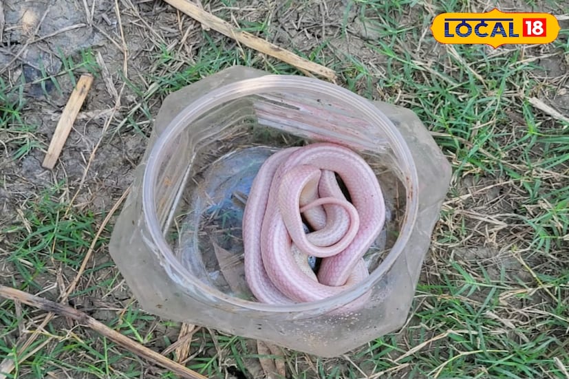 গত কয়েক বছর আগে হাওড়ার বাগনান থেকে একটি সাদা কালাচ সাপ উদ্ধার হয়। তারপর আবার এই সাপের দেখা মিল্ল হাওড়ায়। সাধারণত কালাচ সাপ দেখতে তামাটে তার উপর কালো দোরাকাটা দাগ থাকে। এটি মারাত্মক বিষধর সাপ, এর কামড়ে মানুষের মৃত্যু পযন্ত ঘটে। গ্রামাঞ্চলে বসত বাড়িতে রাতের অন্ধকারে বিছানায় উঠে আসতে দেখা যায় এই সাপকে। 