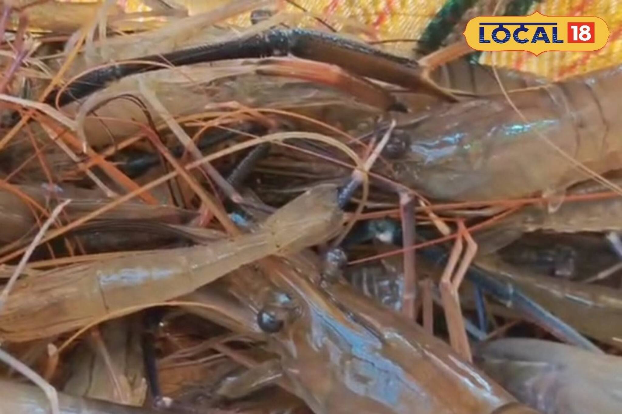 নদীতে পারে উৎসব! ঝাঁকে ঝাঁকে মানুষ ছুঁটছে নদীর দিকে! কারণ শুনলে চমকে উঠবেন