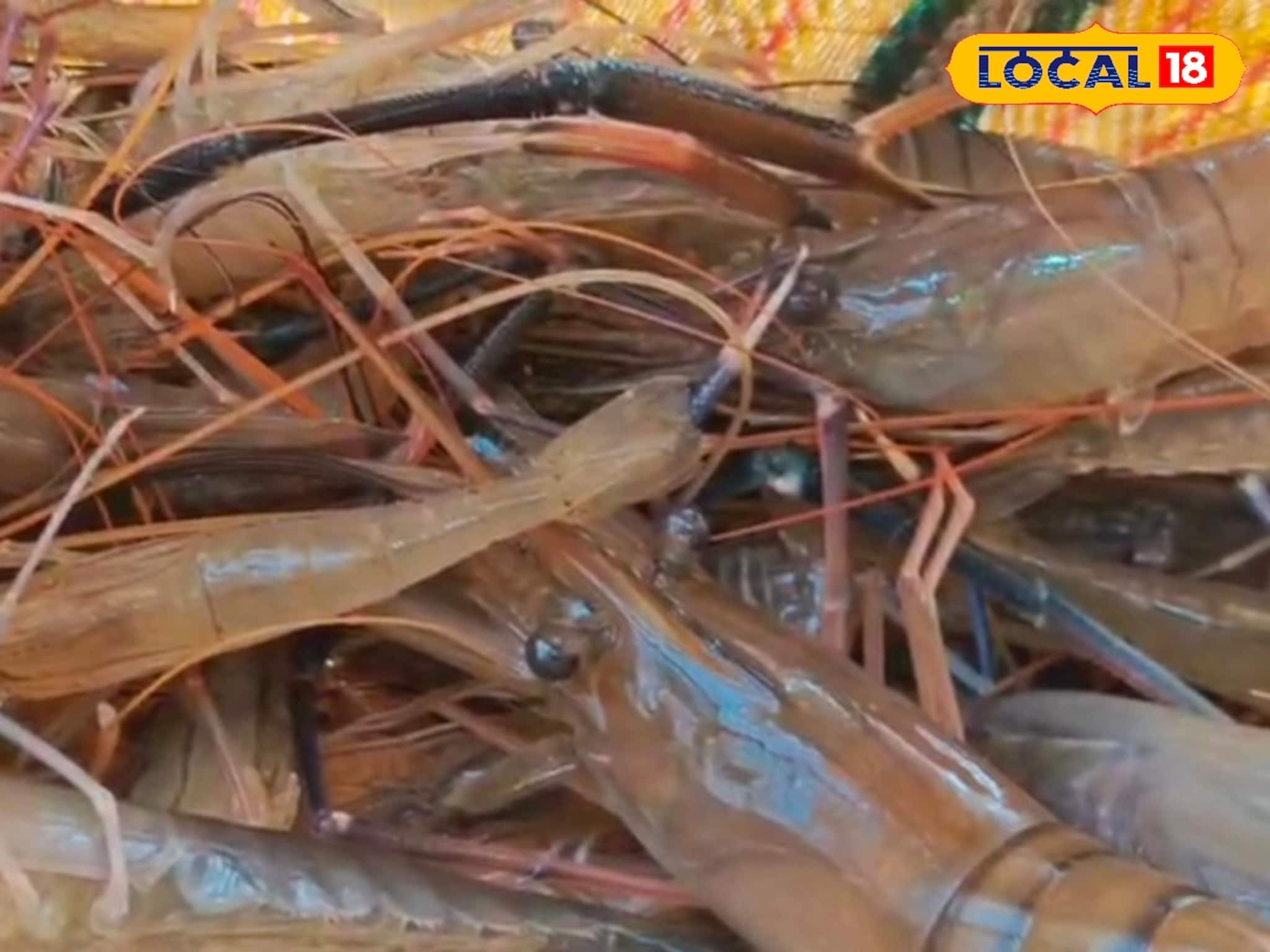 নদীতে পারে উৎসব! ঝাঁকে ঝাঁকে মানুষ ছুঁটছে নদীর দিকে! কারণ শুনলে চমকে উঠবেন