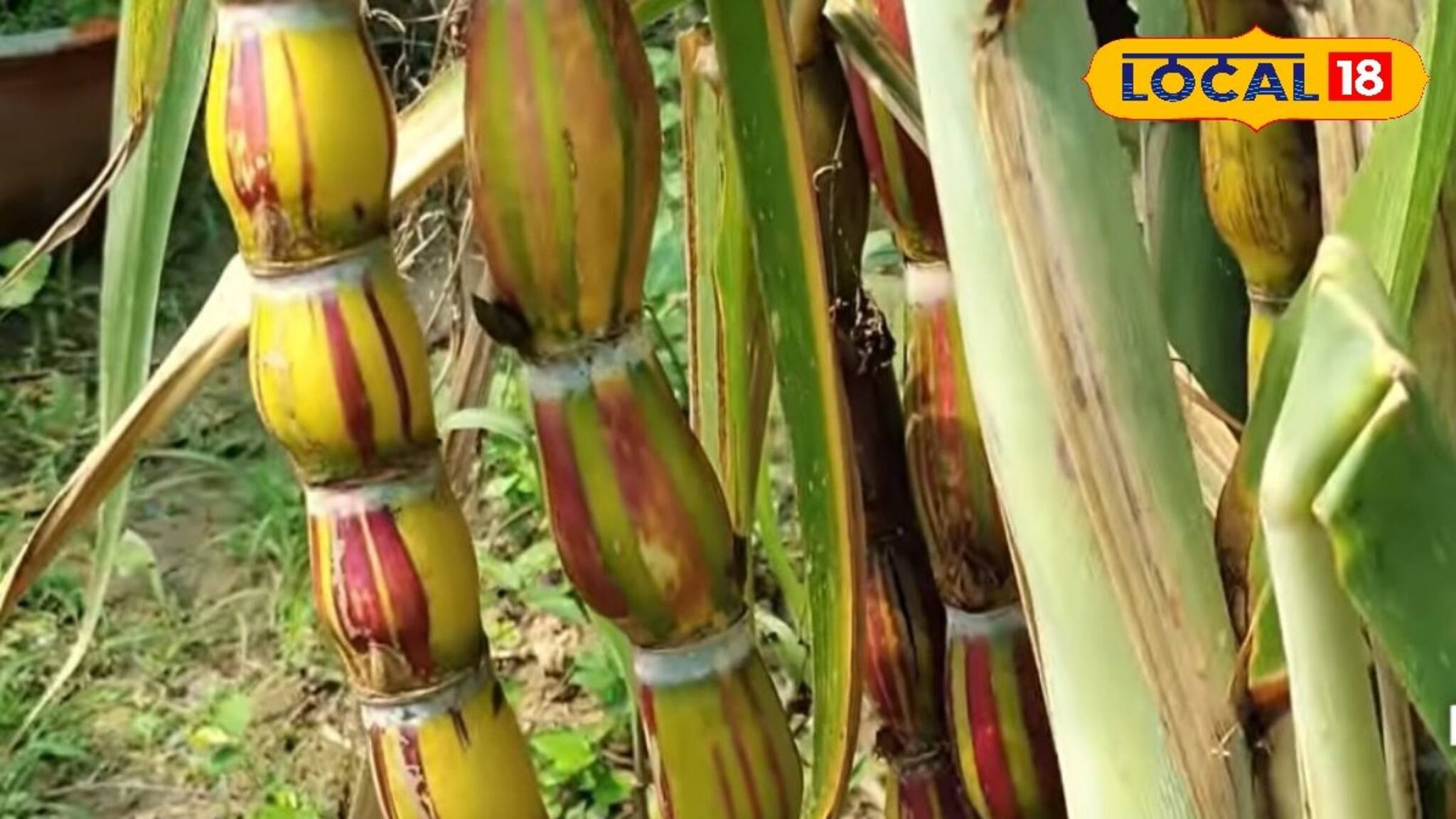 রামধনুর রঙের সুমিষ্ট এই আখ! দাঁত দিয়ে ছুলতে হবে না, হাতেই খুলে যায় খোসা! কোথায় পাবেন?