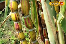 Sugarcane: রামধনুর রঙের সুমিষ্ট এই আখ! দাঁত দিয়ে ছুলতে হবে না, হাতেই খুলে যায় খোসা! কোথায় পাবেন?