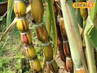 রামধনুর রঙের সুমিষ্ট এই আখ! দাঁত দিয়ে ছুলতে হবে না, হাতেই খুলে যায় খোসা! কোথায় পাবেন?
