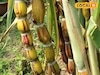 রামধনুর রঙের সুমিষ্ট এই আখ! দাঁত দিয়ে ছুলতে হবে না, হাতেই খুলে যায় খোসা! কোথায় পাবেন?