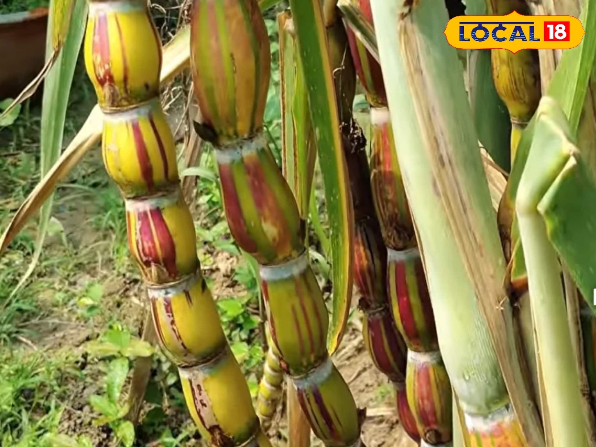 রামধনুর রঙের সুমিষ্ট এই আখ! দাঁত দিয়ে ছুলতে হবে না, হাতেই খুলে যায় খোসা! কোথায় পাবেন?