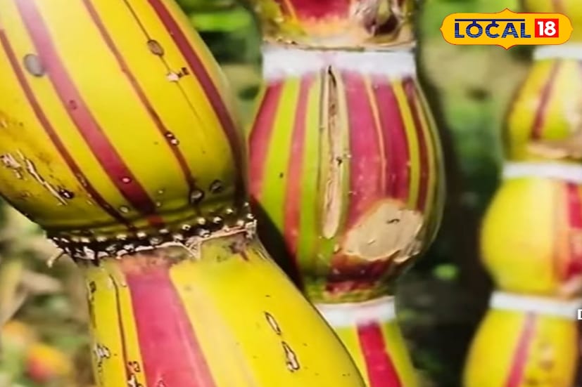চেহারার মতোই আকর্ষণীয় এর গঠন। প্রতিটি গাঁট বা গিট পরপর ঘন হয়ে সাজানো, দেখতে অনেকটা রঙিন ঘটের মতো। এই বৈশিষ্ট্যের কারণে কেউ কেউ আবার একে ‘ঘটি আখ’ নামেও অভিহিত করছেন।