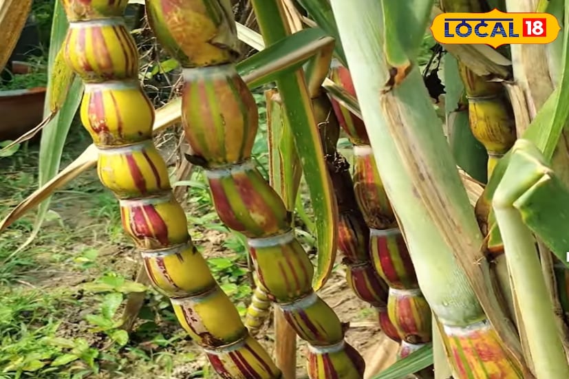এছাড়া এই রঙিন আখ শোভাময় উদ্ভিদ হিসেবেও জনপ্রিয় হচ্ছে। অনেকেই ছাদবাগান বা বাড়ির বাগানে রঙের ছোঁয়া আনার জন্য এই আখের চারা রোপণ করছেন। সৌন্দর্যে চোখ জুড়োনো, আর খেতে মিষ্টি — এই দুই গুণেই বসিরহাটের রামধনু আখ এখন আলোচনার কেন্দ্রে।