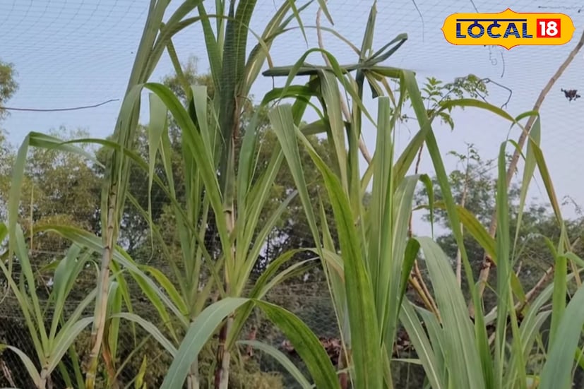 স্বাদেও এই আখ অন্যদের থেকে একধাপ এগিয়ে। এর রস ঘন, মিষ্টি ও মুখে গলে যাওয়ার মতো। ফলে শুধু নতুনত্বের কারণে নয়, স্বাদ ও গুণে এই প্রজাতি বাণিজ্যিকভাবে লাভজনক হতে পারে বলে মনে করছেন কৃষি বিশেষজ্ঞরা।
