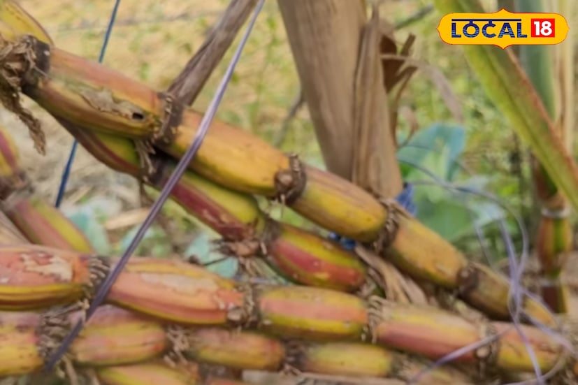 শুধু খোসা ছাড়ানোর সুবিধাই নয়, এর সৌন্দর্যও নজরকাড়া। আখের গায়ে দেখা যায় একাধিক রঙের মেলবন্ধন—লাল, হলুদ, সবুজের মিশেলে যেন রামধনুর রঙে রাঙানো এক বিস্ময়। এই অনন্য রূপের কারণেই স্থানীয়রা একে ভালোবেসে ডাকছেন ‘রামধনু আখ’ নামে।