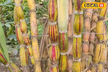 রামধনুর রঙের সুমিষ্ট এই আখ! দাঁত দিয়ে ছুলতে হবে না, হাতেই খুলে যায় খোসা! কোথায় পাবেন? রামধনুর রঙের সুমিষ্ট এই আখ! দাঁত দিয়ে ছুলতে হবে না, হাতেই খুলে যায় খোসা! কোথায় পাবেন?