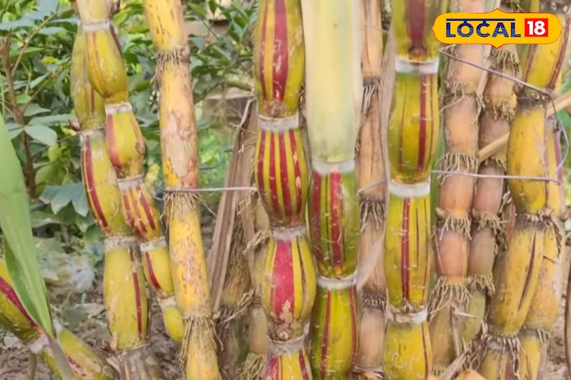 মিষ্টি স্বাদের আখ মানেই যেন বাংলার গ্রামীণ জীবনের এক পরিচিত রসনা সুখ। কিন্তু এবার সেই ঐতিহ্যবাহী আখের মধ্যেই দেখা মিলছে এক অভিনবত্বের ছোঁয়া। উত্তর ২৪ পরগনার বসিরহাটে চাষ হচ্ছে এমন এক বিশেষ প্রজাতির আখ, যার খোসা দাঁত নয়, বরং হাত দিয়েই সহজে ছাড়ানো যায়। ফলে আখ খাওয়ার আগের ঝক্কি এখন অতীত। মিষ্টি স্বাদের আখ মানেই যেন বাংলার গ্রামীণ জীবনের এক পরিচিত রসনা সুখ। কিন্তু এবার সেই ঐতিহ্যবাহী আখের মধ্যেই দেখা মিলছে এক অভিনবত্বের ছোঁয়া। উত্তর ২৪ পরগনার বসিরহাটে চাষ হচ্ছে এমন এক বিশেষ প্রজাতির আখ, যার খোসা দাঁত নয়, বরং হাত দিয়েই সহজে ছাড়ানো যায়। ফলে আখ খাওয়ার আগের ঝক্কি এখন অতীত।